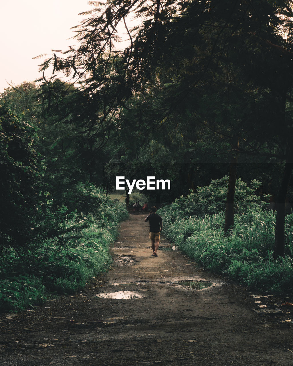 REAR VIEW OF A MAN WALKING ON ROAD IN FOREST