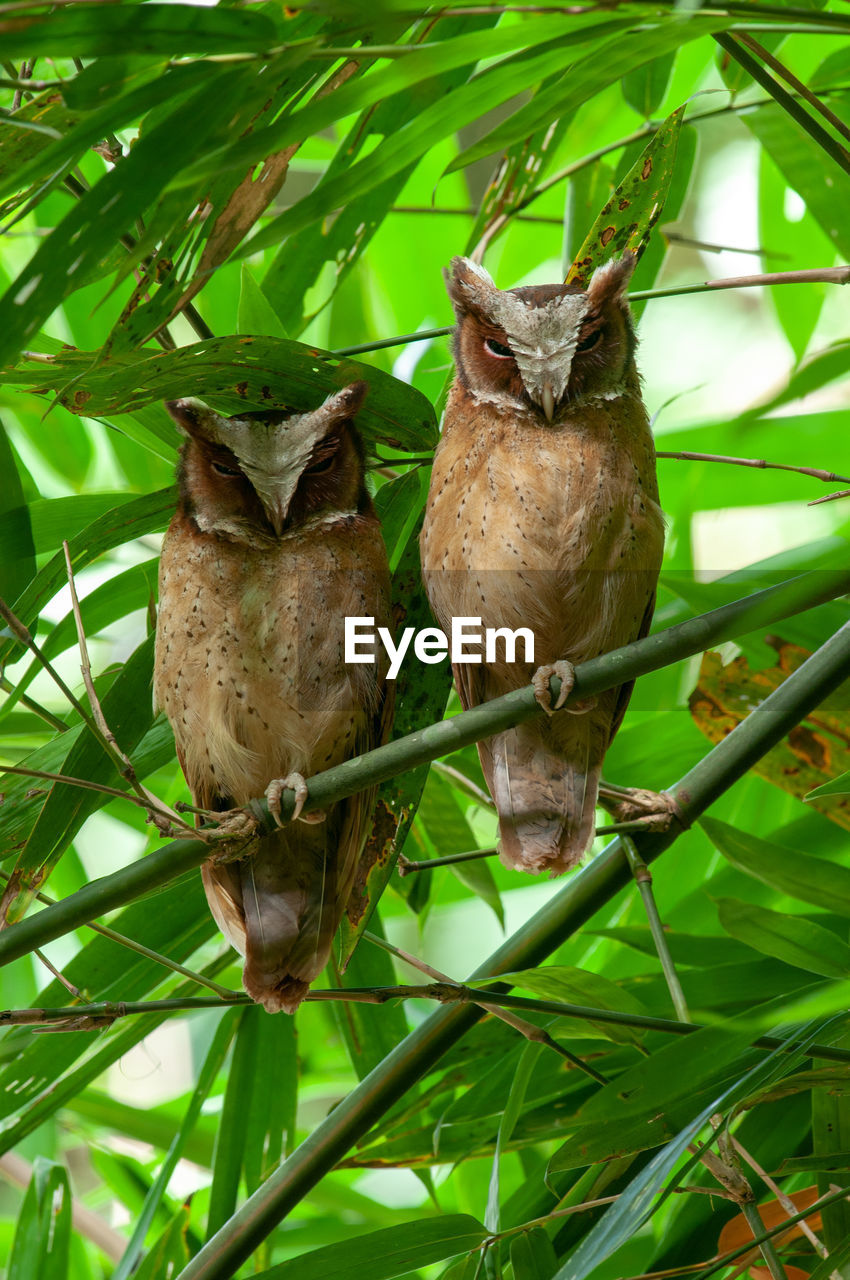 BIRD ON A PLANT