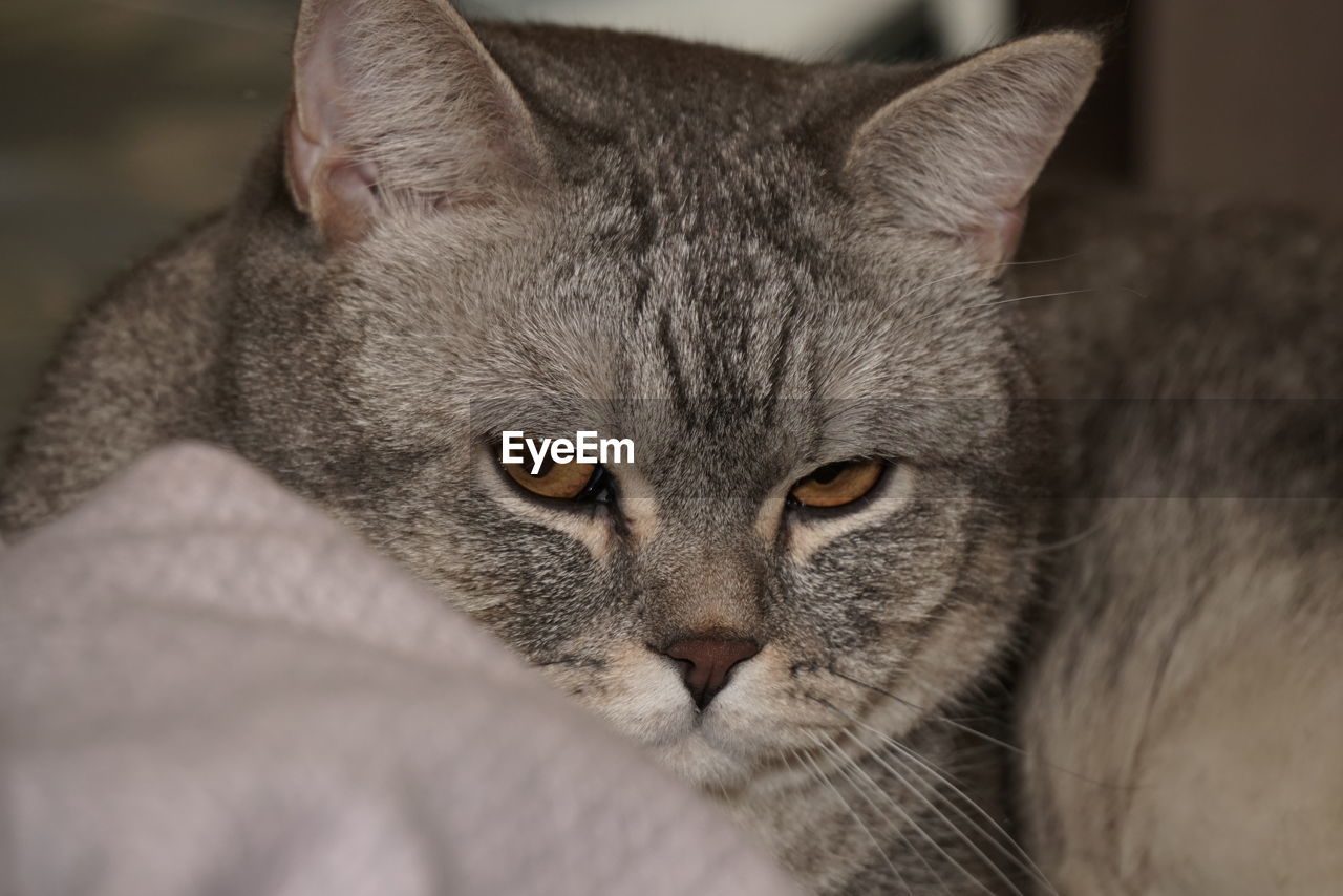 CLOSE-UP PORTRAIT OF CAT ON BLANKET