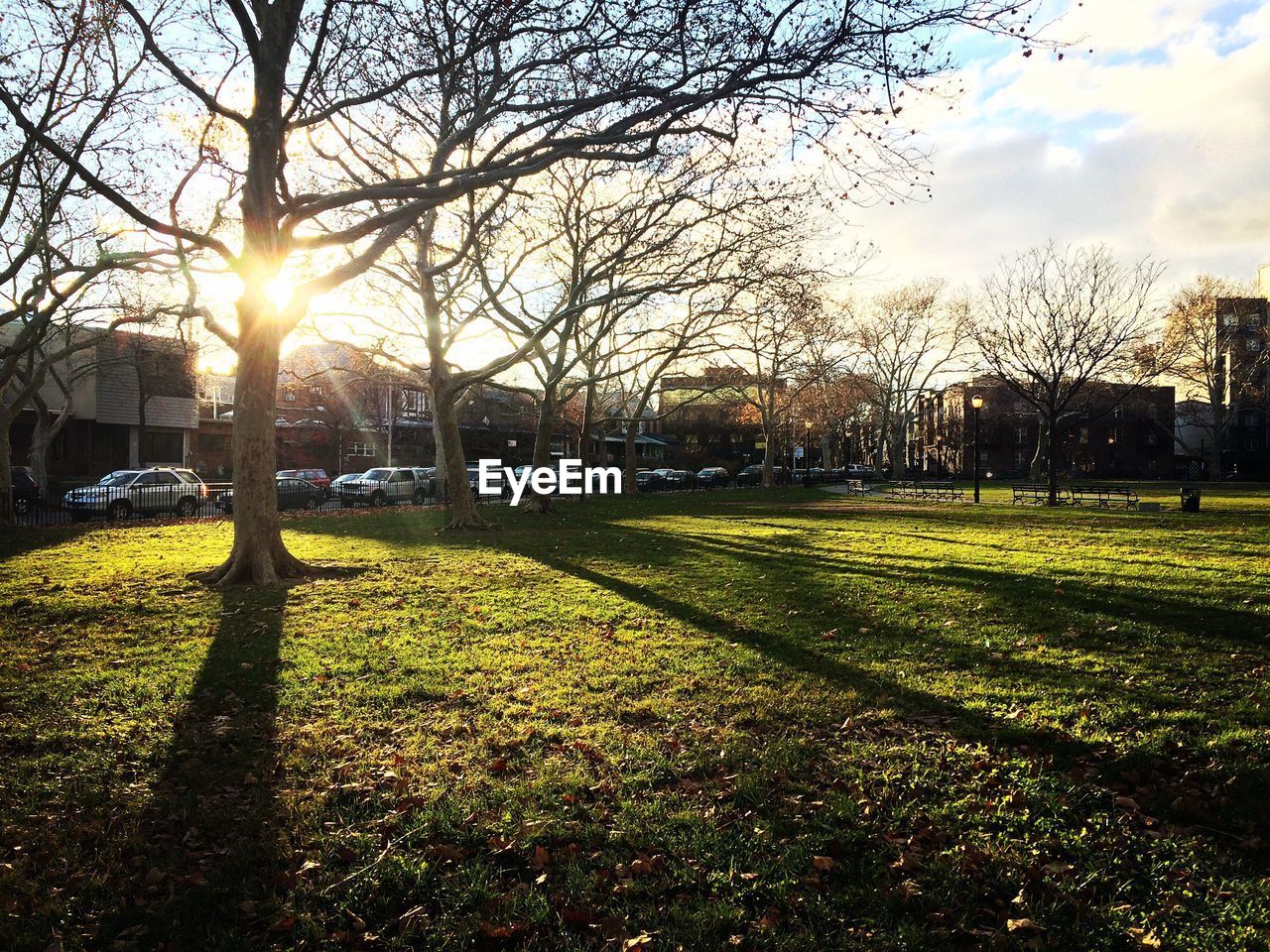 TREES ON GRASSY FIELD AT SUNSET