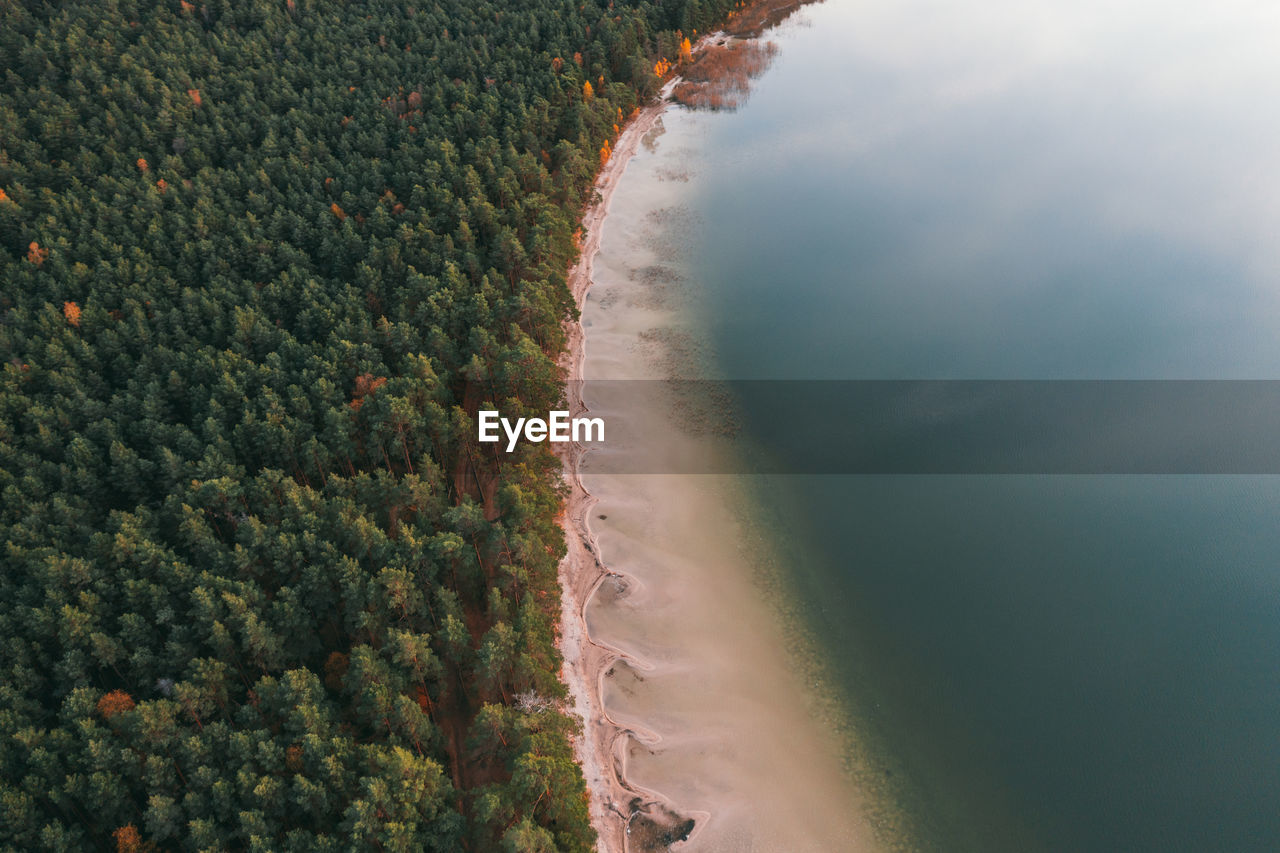 High angle view of trees on land