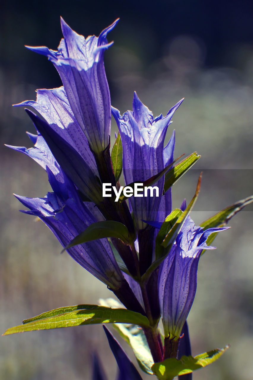 Close-up of purple flowers blooming outdoors