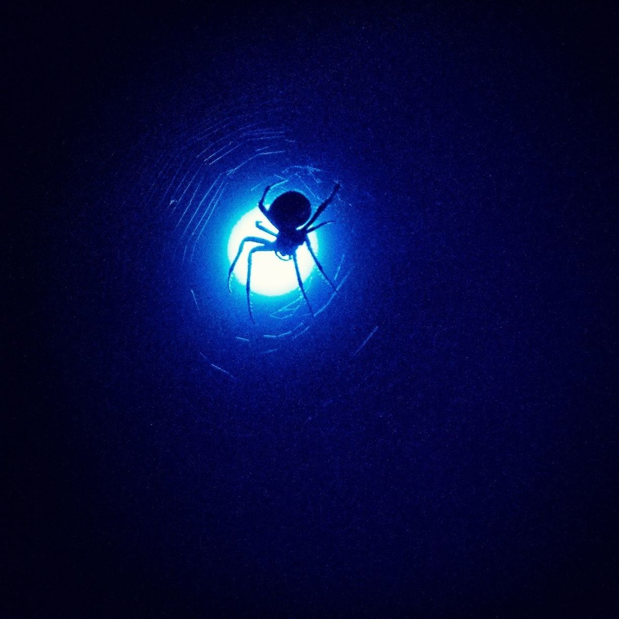 Close-up of spider and web against bridge light