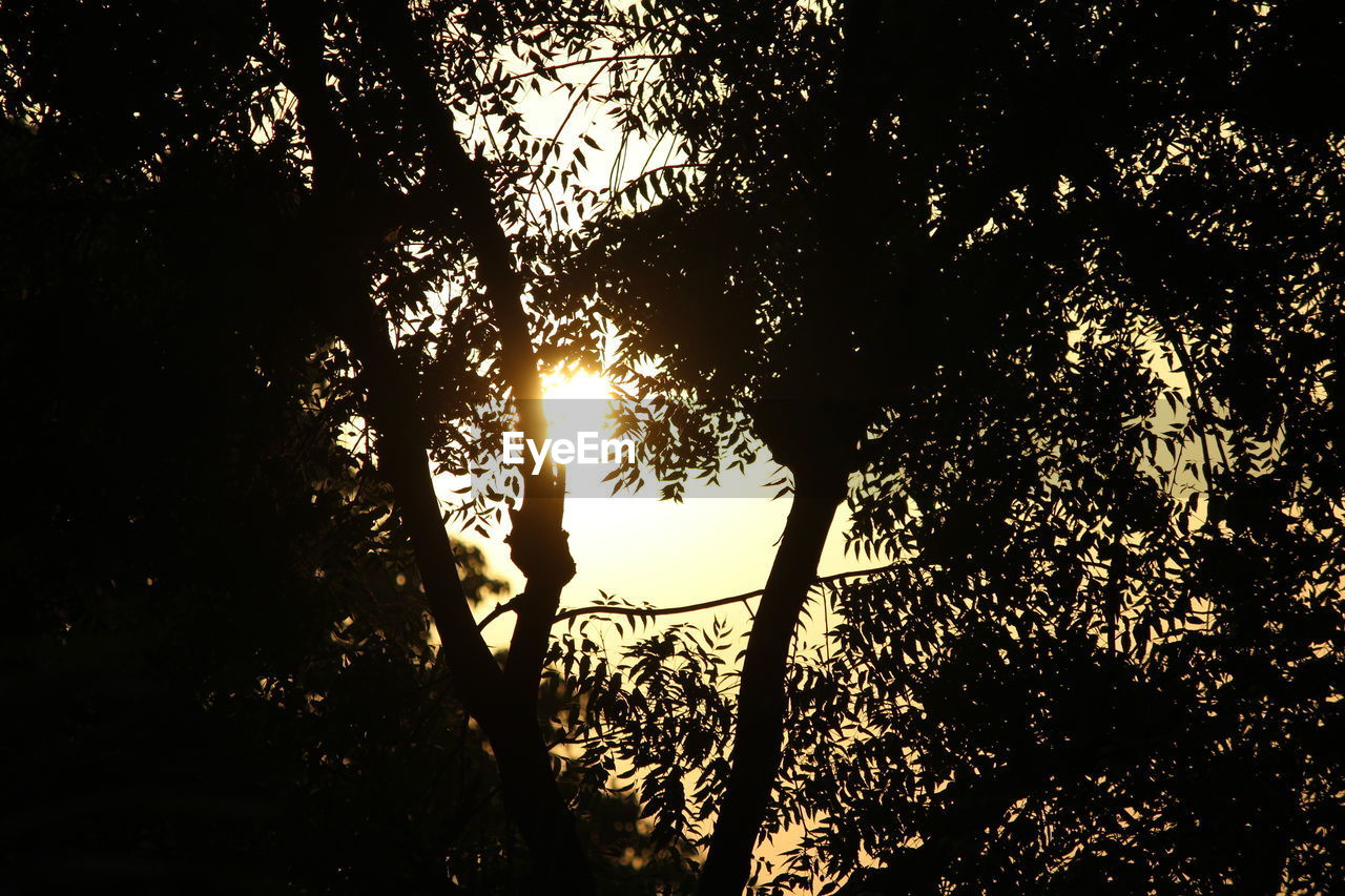 LOW ANGLE VIEW OF SUNLIGHT STREAMING THROUGH SILHOUETTE TREES DURING SUNSET