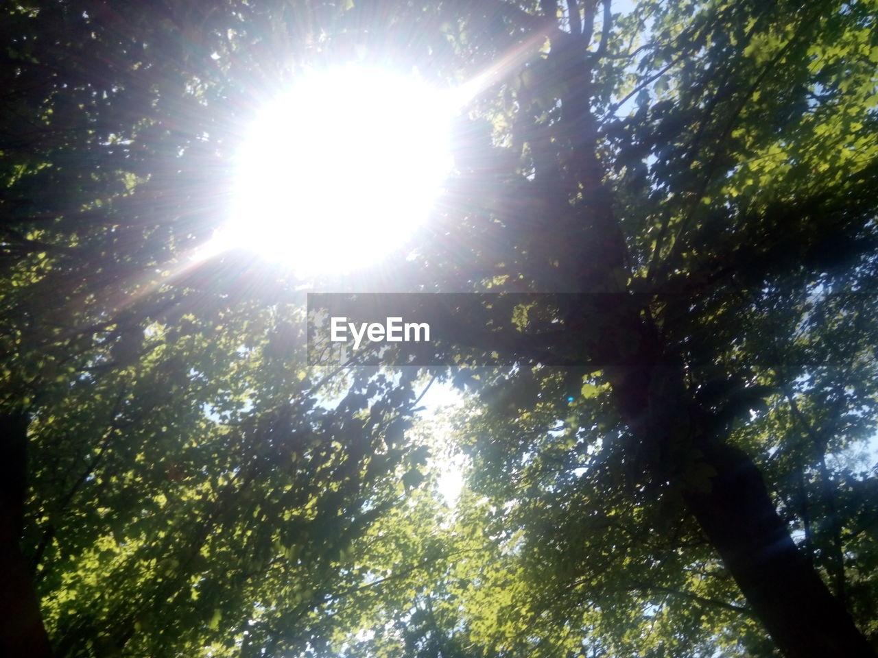 LOW ANGLE VIEW OF SUN SHINING THROUGH TREES