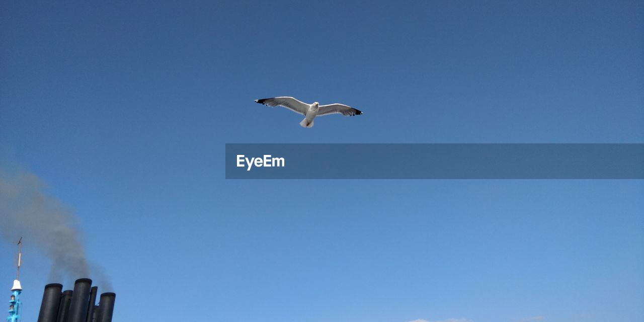 LOW ANGLE VIEW OF SEAGULL FLYING IN THE SKY