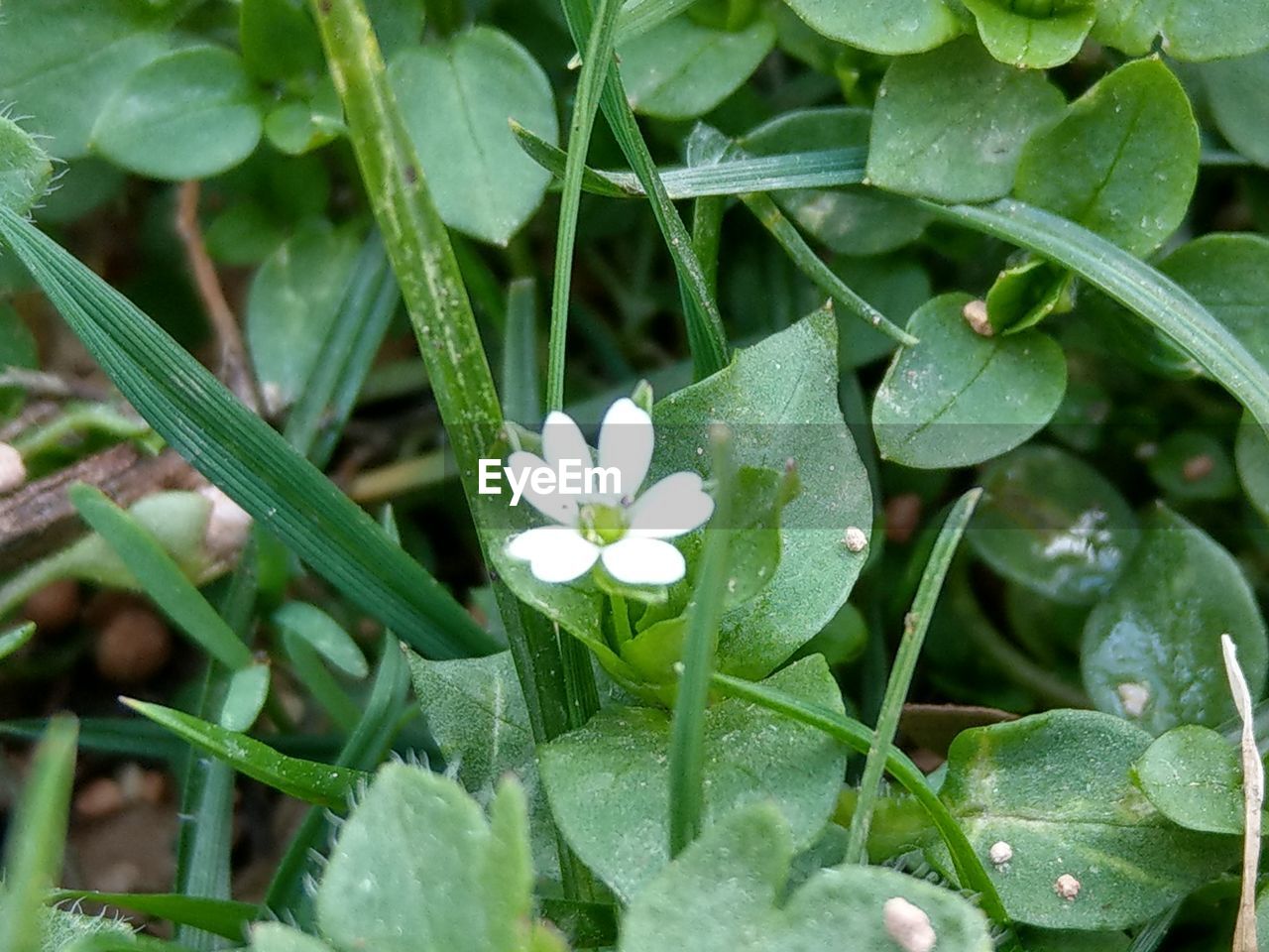 CLOSE-UP OF WHITE FLOWERS BLOOMING OUTDOORS