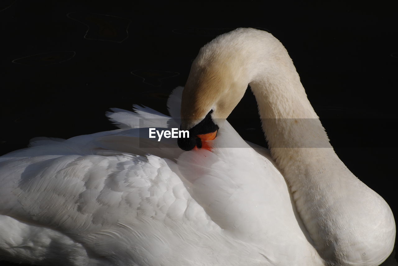 Close view of swan in water