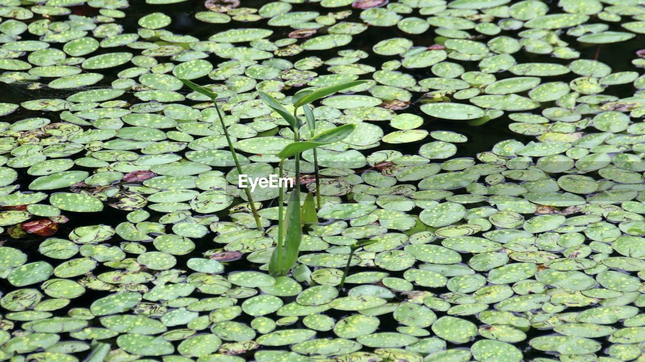 Full frame shot of lily pad leaves floating on water