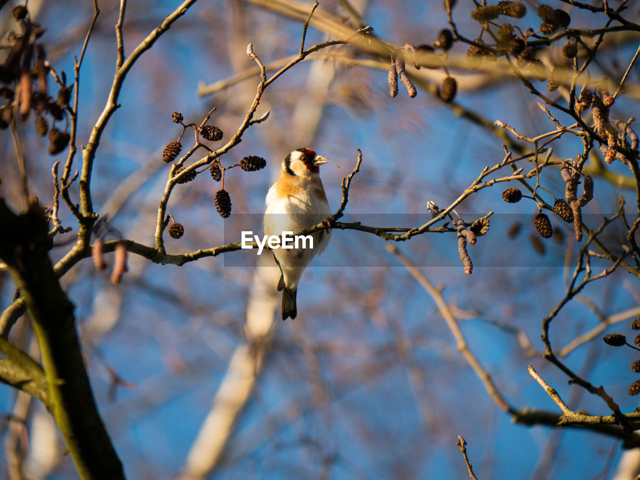 Low angle view of bird perching on branch