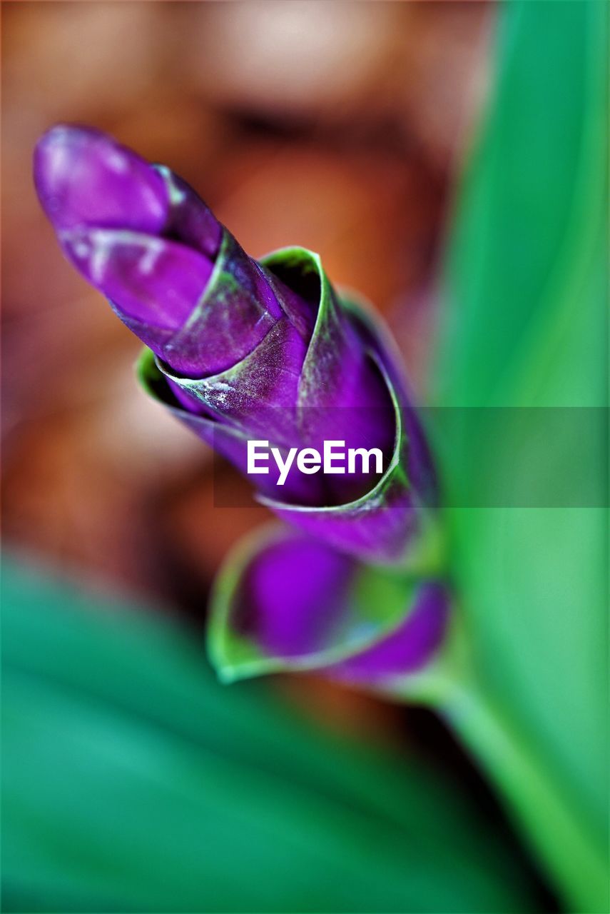 CLOSE-UP OF PURPLE FLOWER PLANT