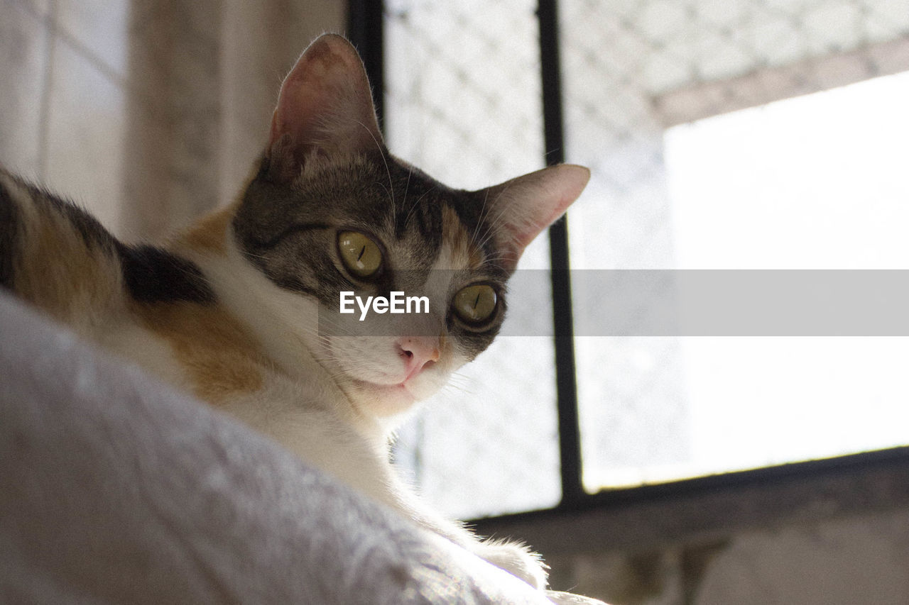 Close-up of a cat looking away