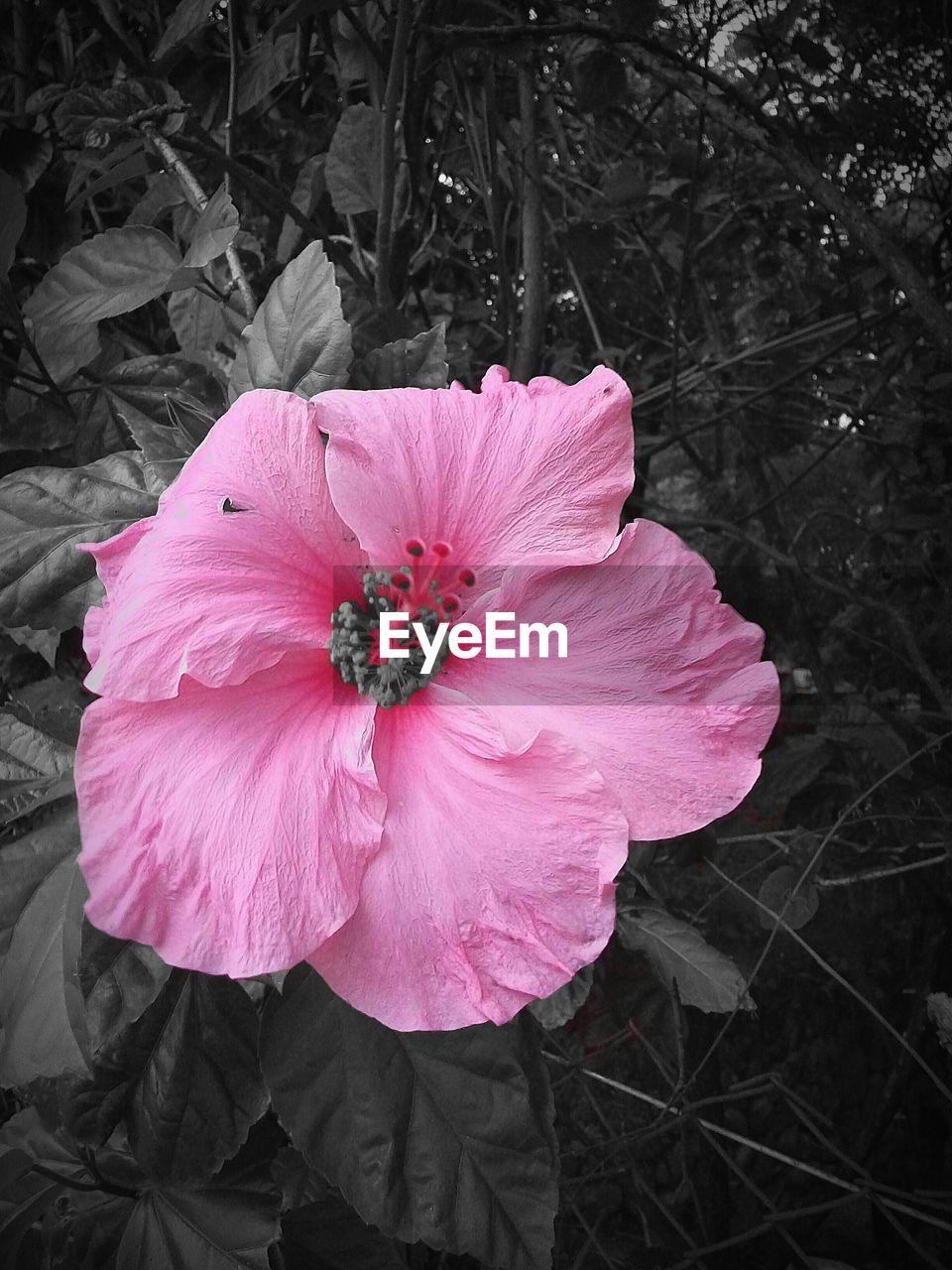 CLOSE-UP OF PINK FLOWER ON LEAF