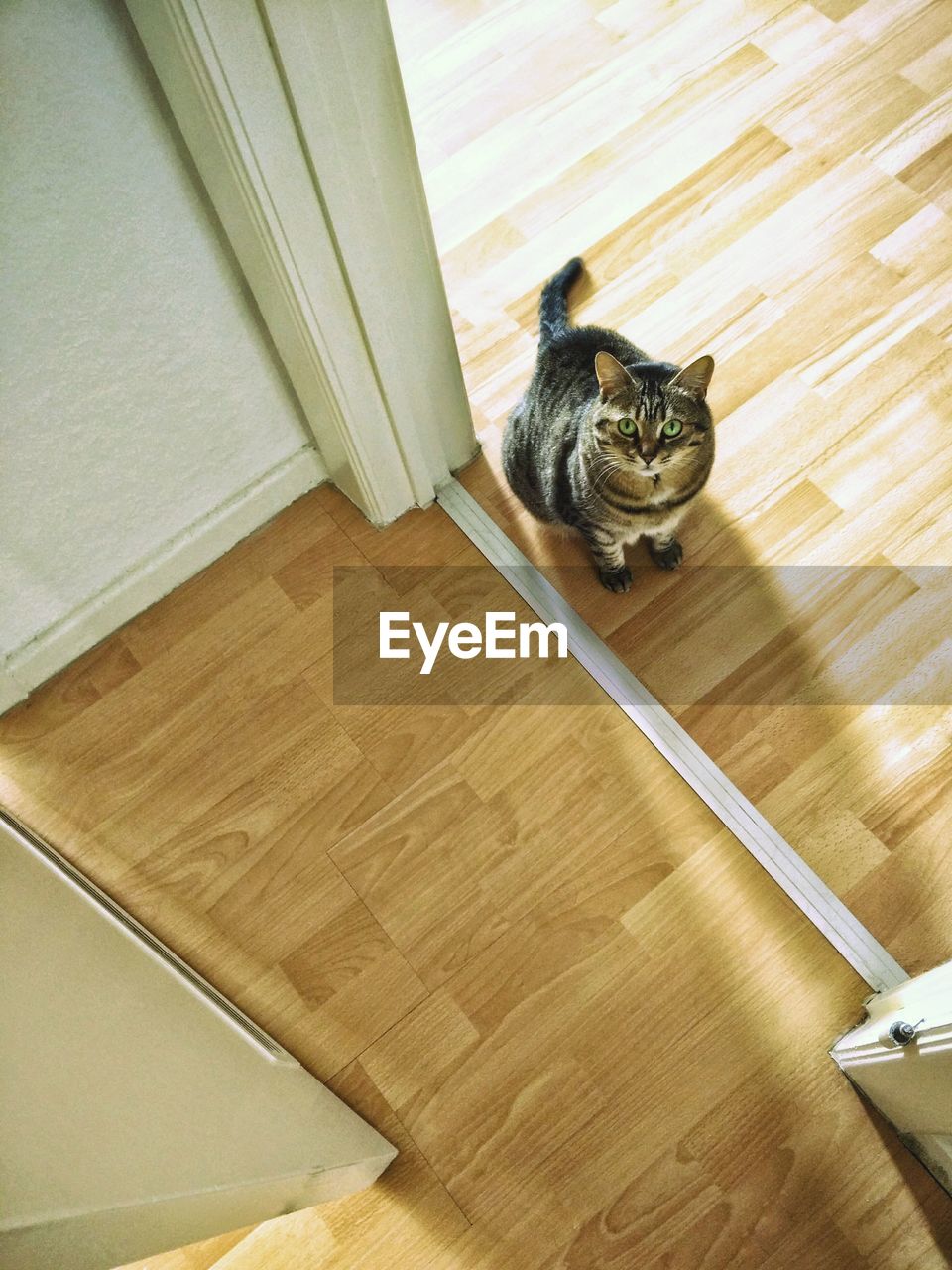 High angle view of cat on floor