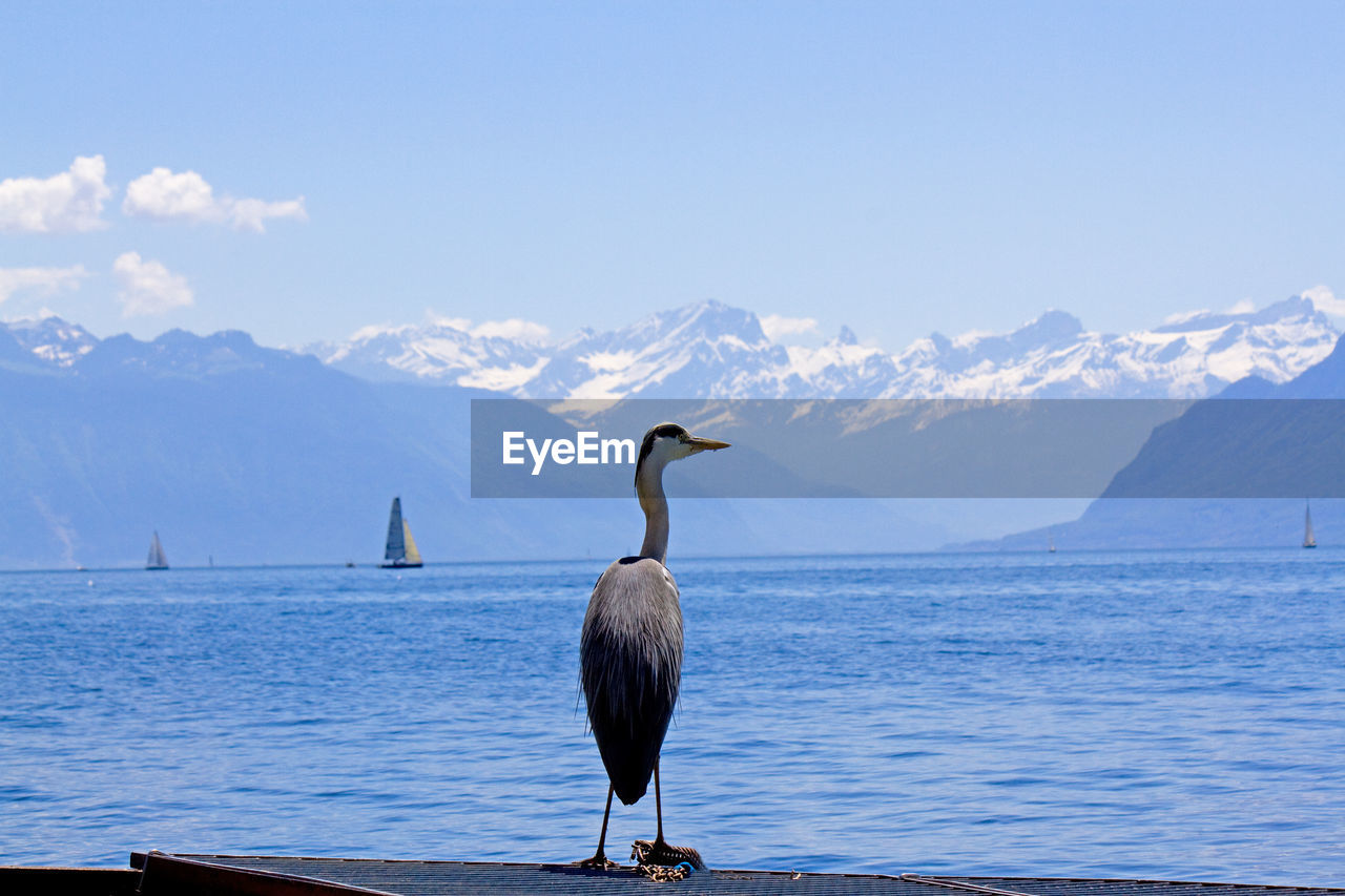 BIRD PERCHING ON A MOUNTAIN