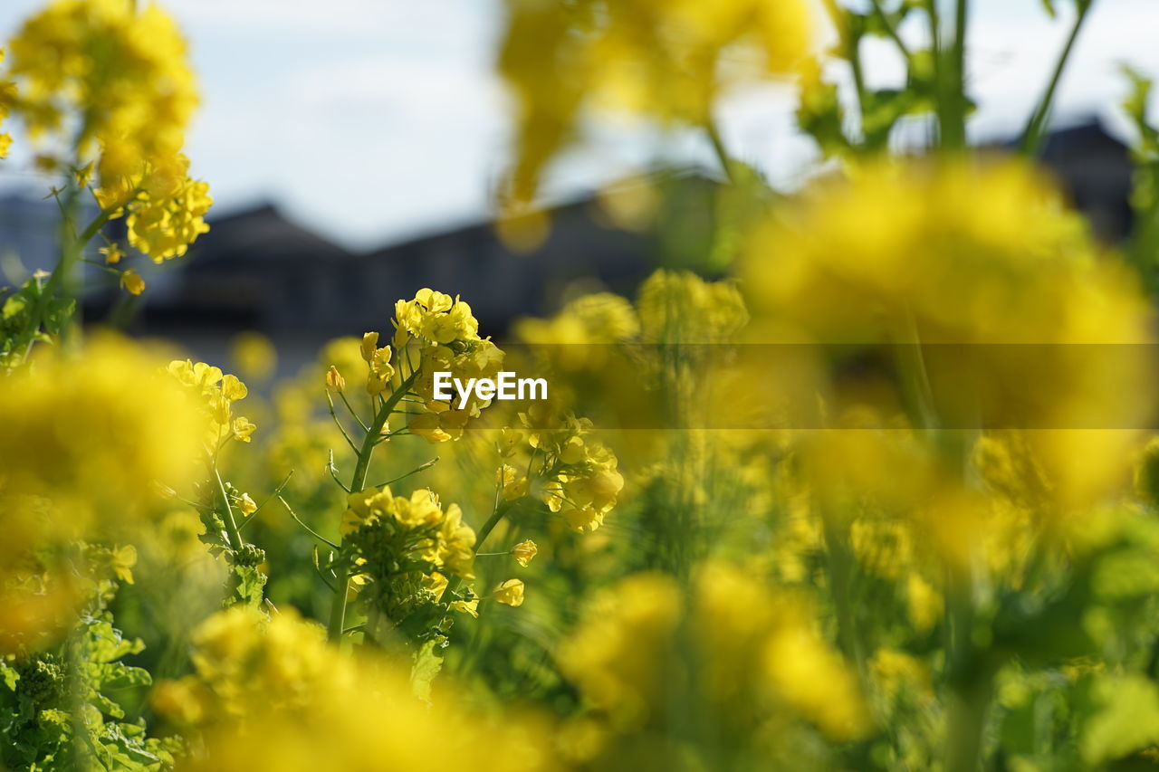 Close-up of yellow flowering plants on field