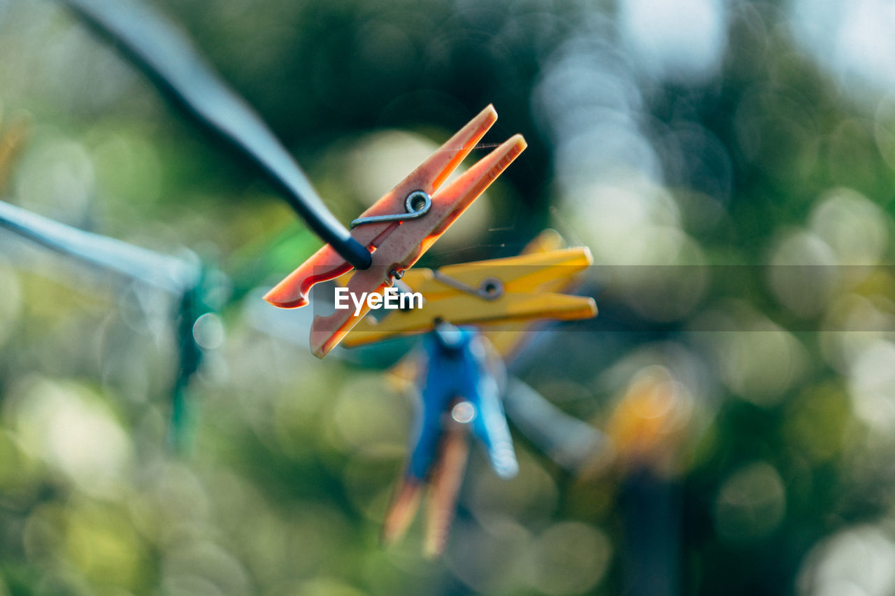 CLOSE-UP OF BIRD ON BLURRED BACKGROUND