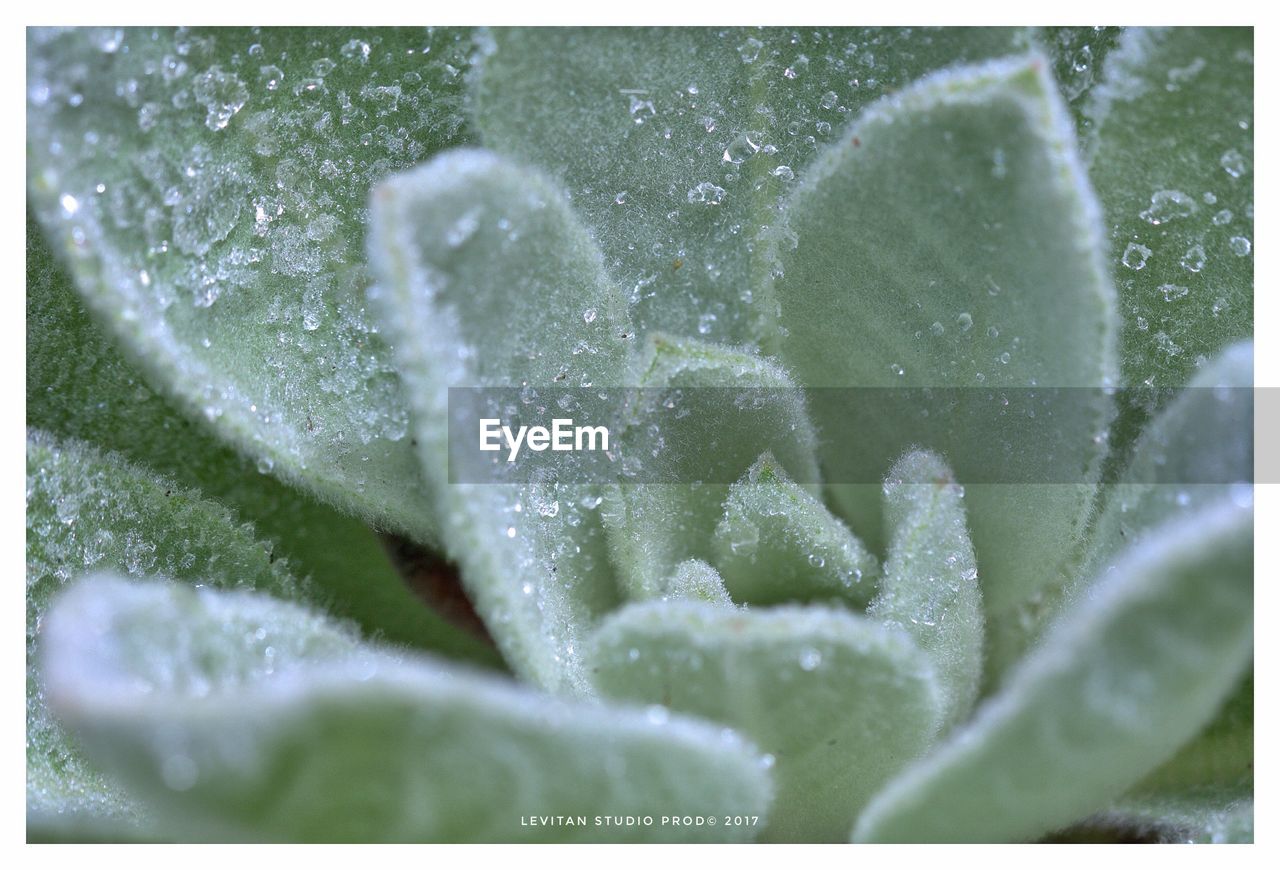 CLOSE-UP OF ICE ON LEAF