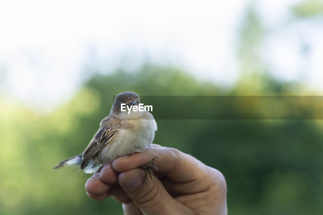 CLOSE-UP OF HAND HOLDING BIRD OUTDOORS