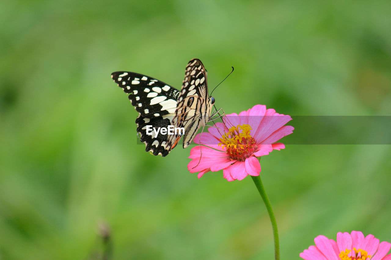 BUTTERFLY POLLINATING FLOWER