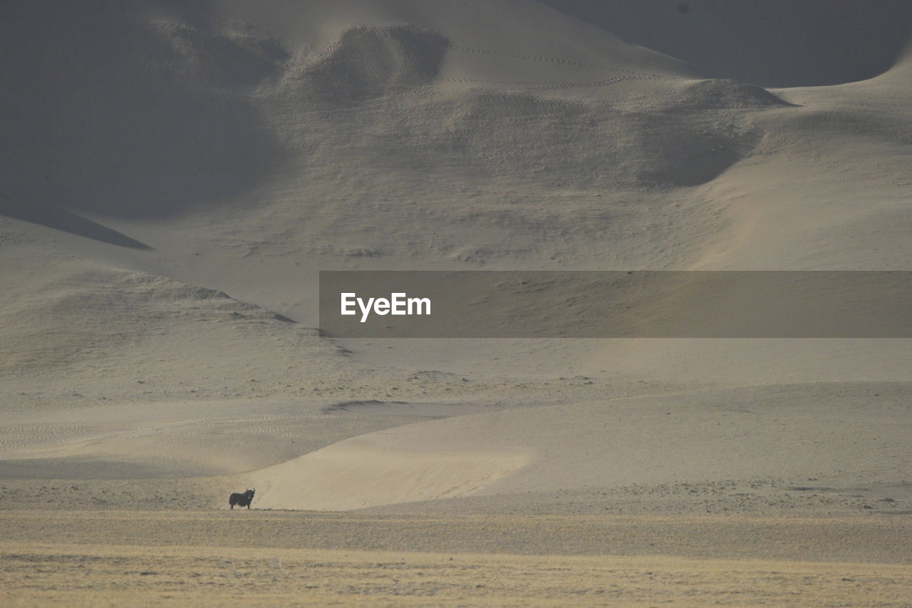 Aerial view of a desert