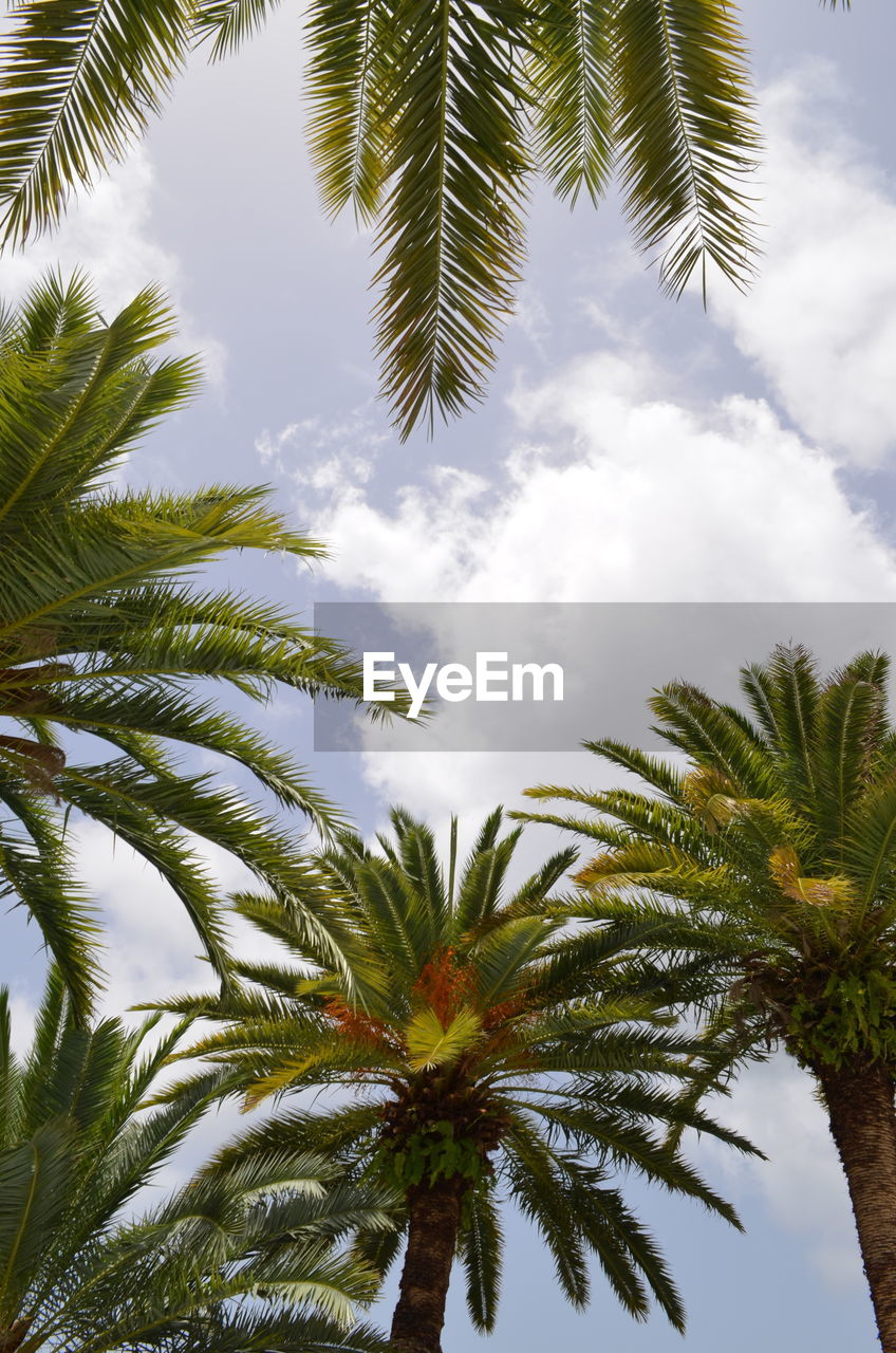 LOW ANGLE VIEW OF COCONUT PALM TREE AGAINST SKY