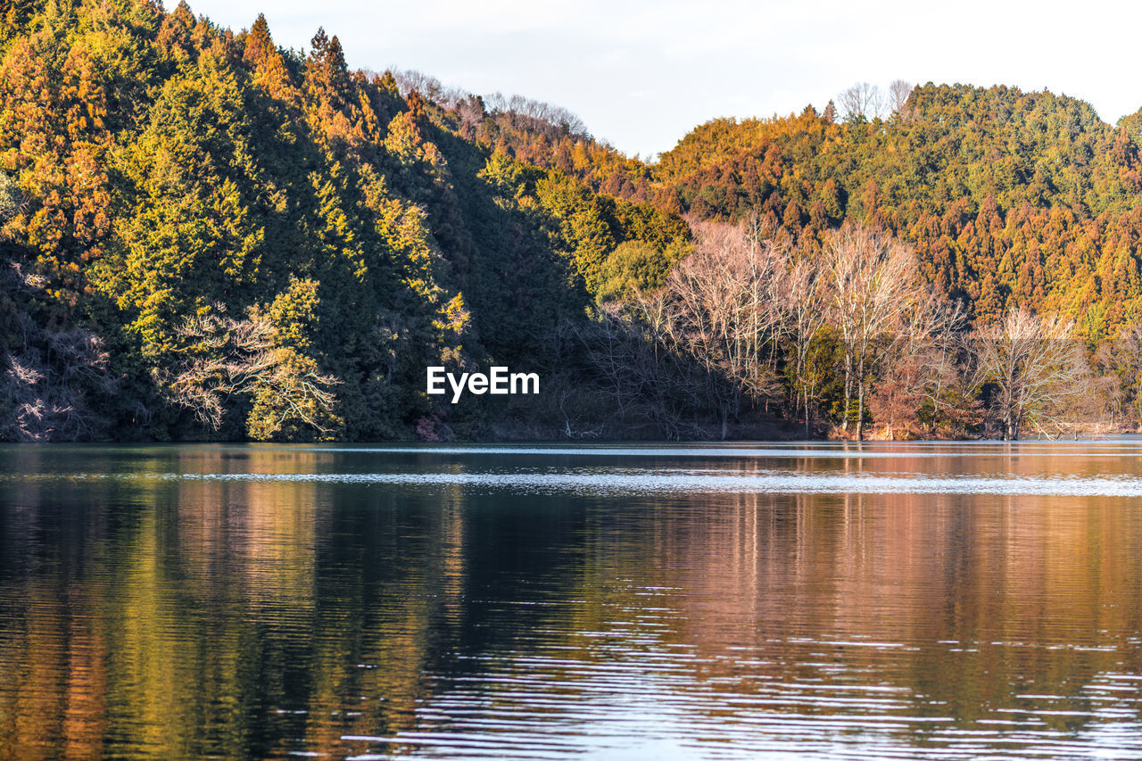 Scenic view of lake by trees during autumn