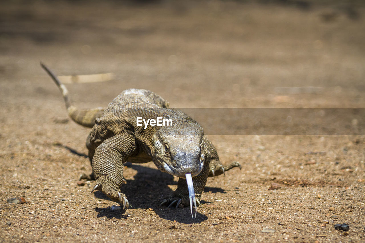 CLOSE-UP OF A LIZARD ON LAND