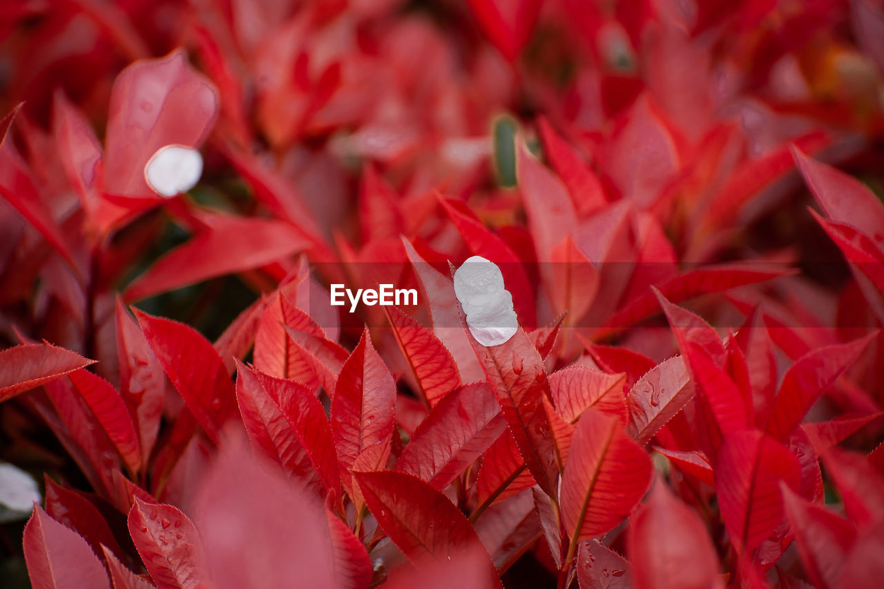 full frame shot of dry leaves