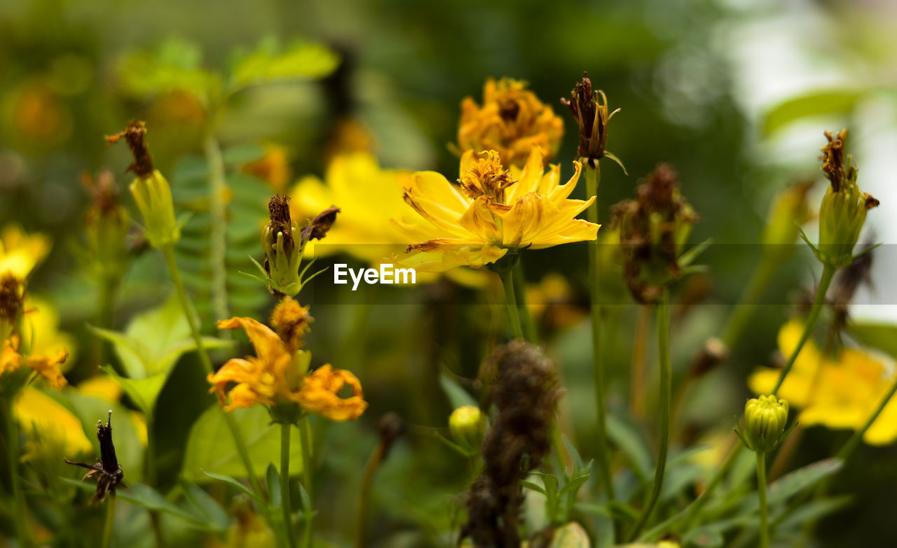 CLOSE-UP OF HONEY BEE ON YELLOW FLOWERS