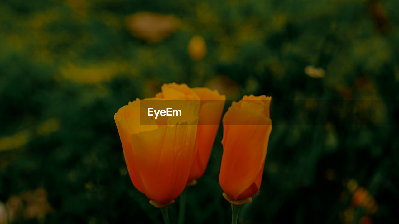 plant, flower, flowering plant, yellow, freshness, beauty in nature, petal, close-up, nature, flower head, fragility, growth, inflorescence, focus on foreground, poppy, macro photography, no people, outdoors, orange color, field, day, wildflower, botany, springtime, plant stem