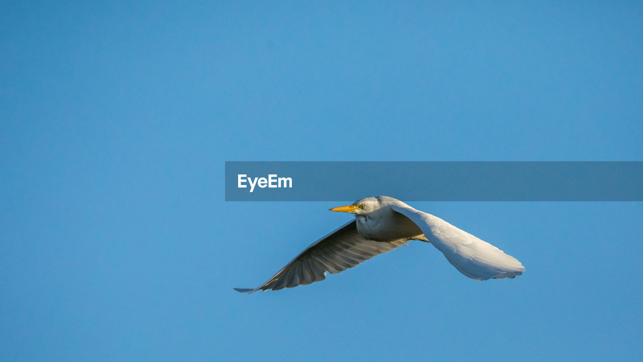 LOW ANGLE VIEW OF SEAGULL FLYING AGAINST BLUE SKY