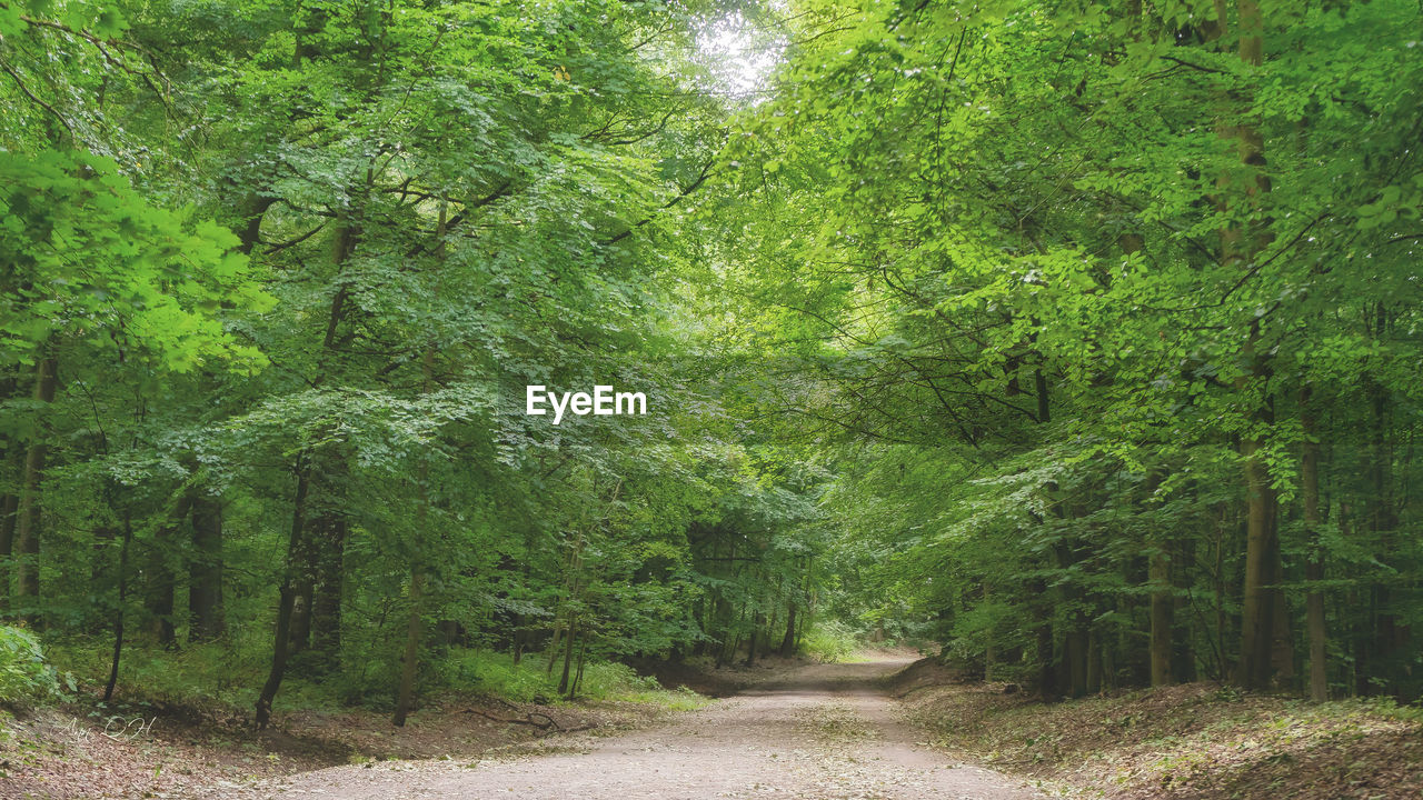 TREES GROWING IN FOREST