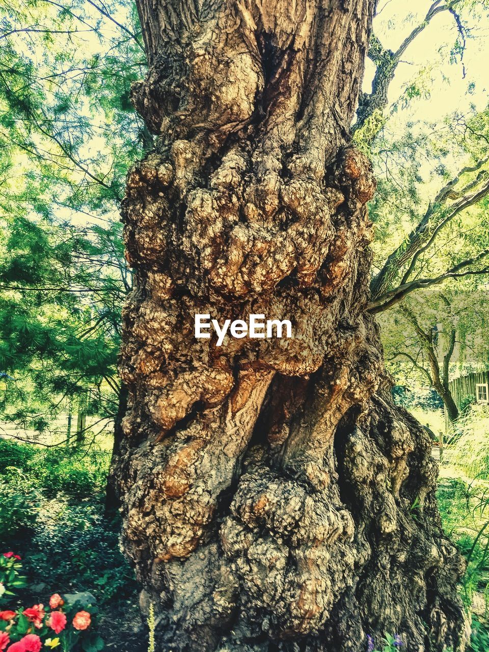 CLOSE-UP OF TREE STUMP