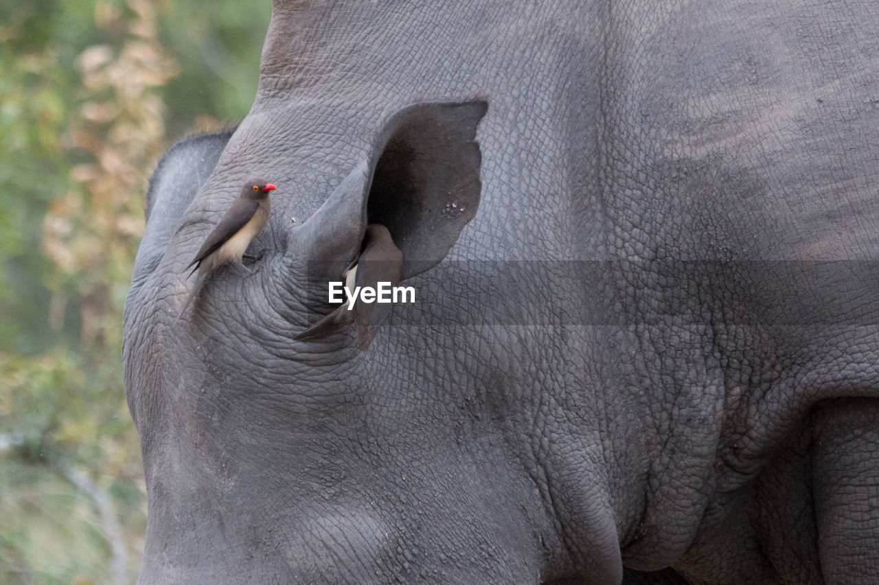 Close-up of bird on rhinoceros