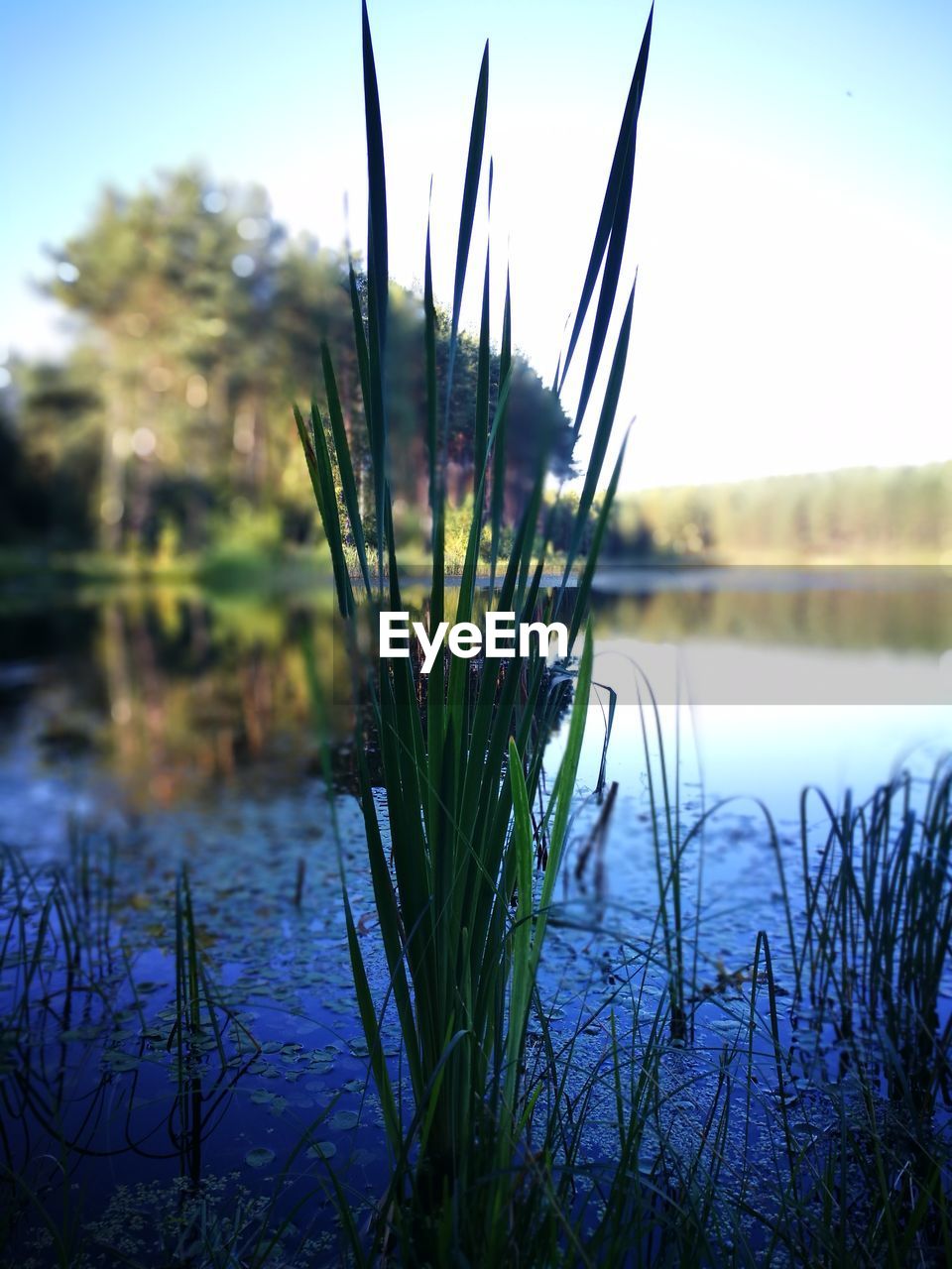 CLOSE-UP OF FRESH PLANTS IN LAKE