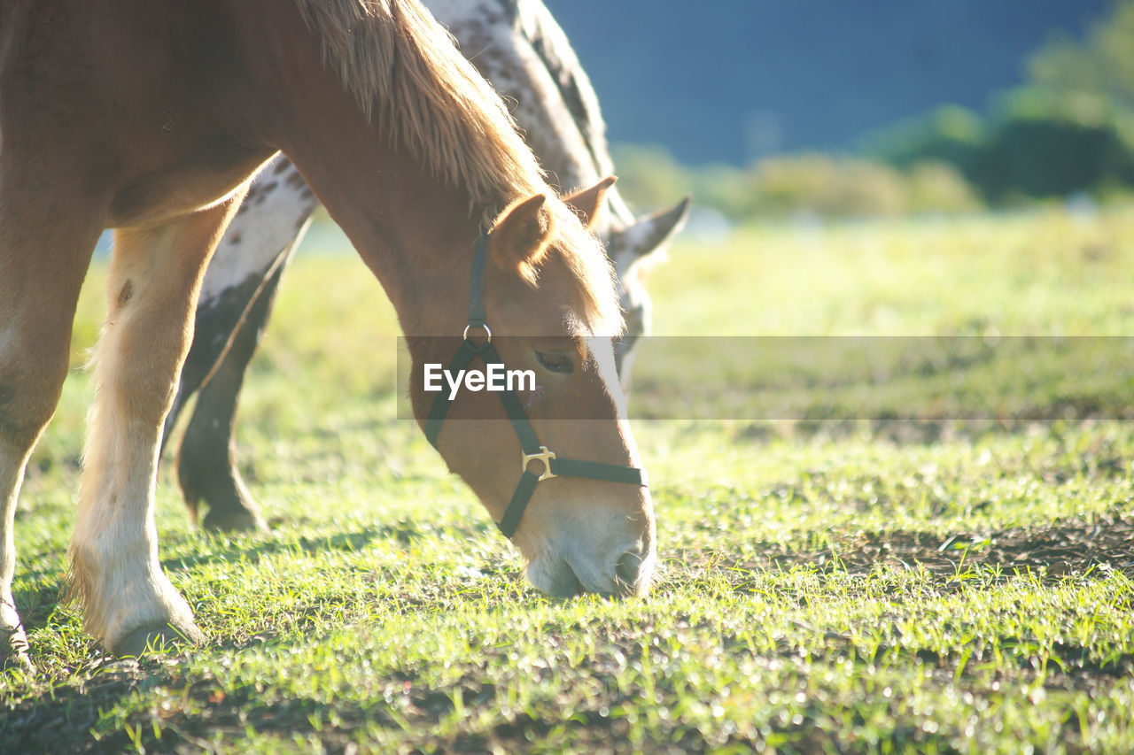VIEW OF A HORSE GRAZING ON FIELD