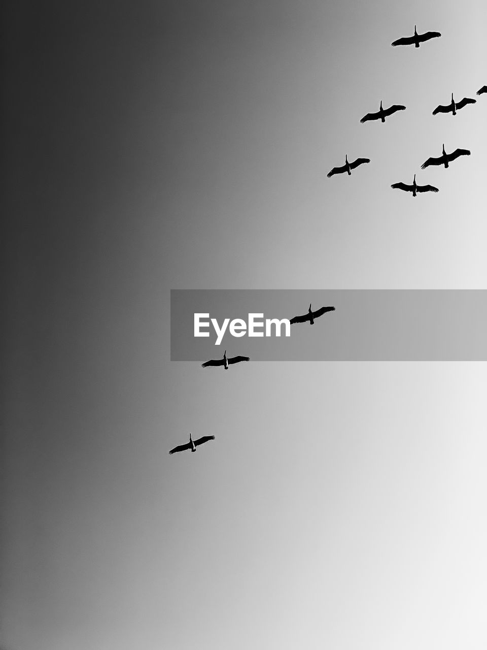 LOW ANGLE VIEW OF BIRDS FLYING