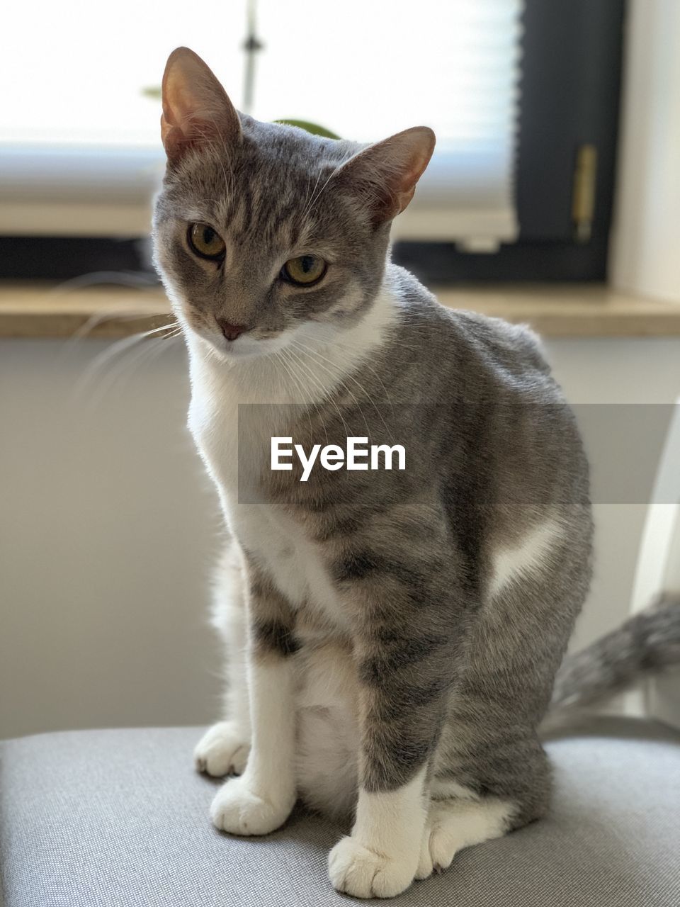 CLOSE-UP OF A CAT SITTING ON A TABLE