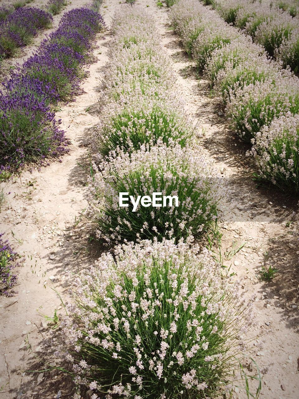 VIEW OF LAVENDER FIELD