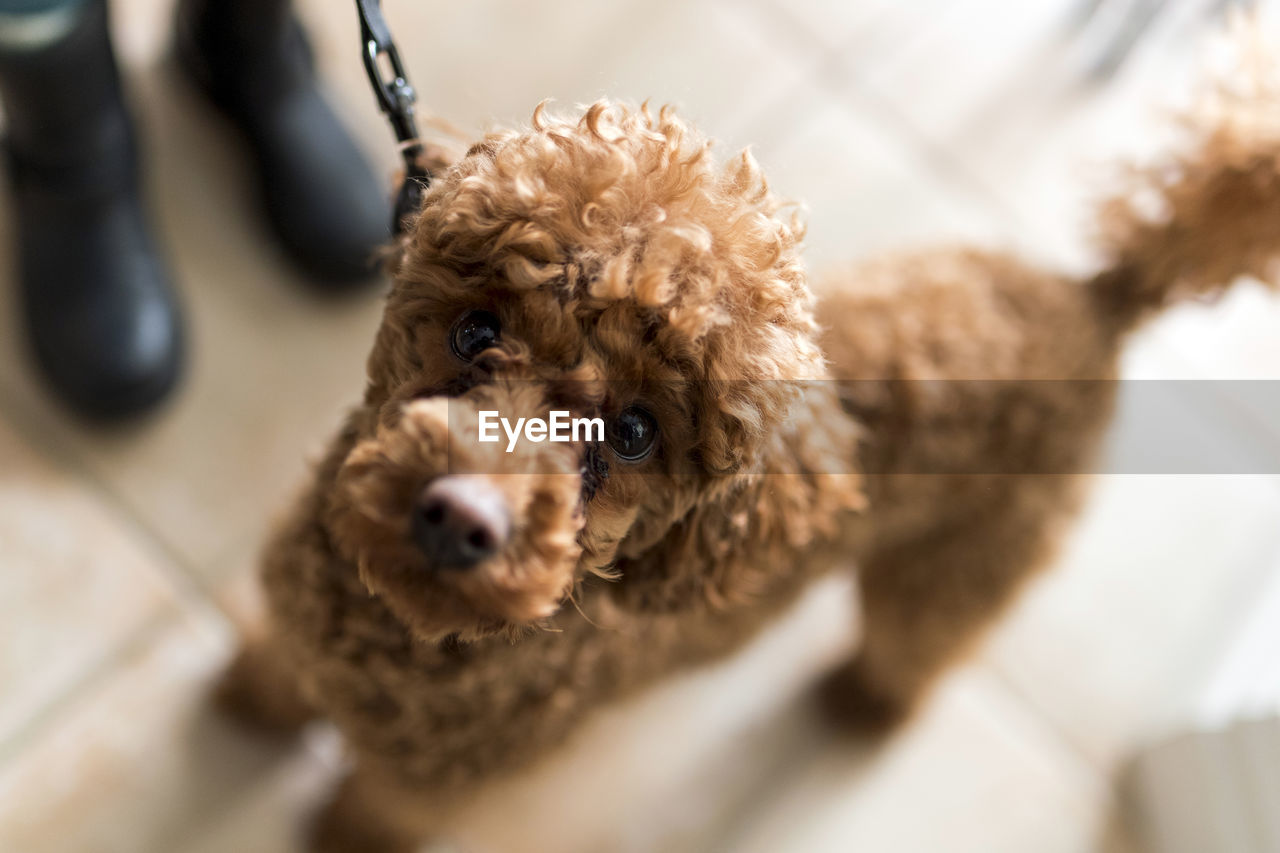 Close-up portrait of dog