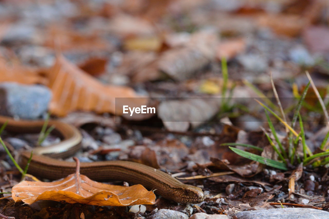 Close-up of slow worm and autumn leaves on dirt road.