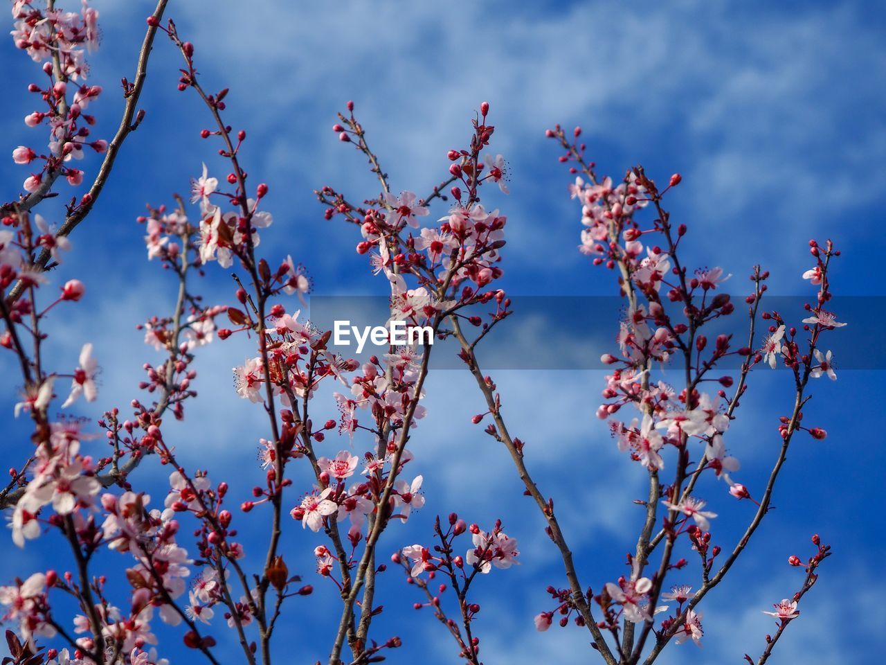 Low angle view of blooming tree against sky