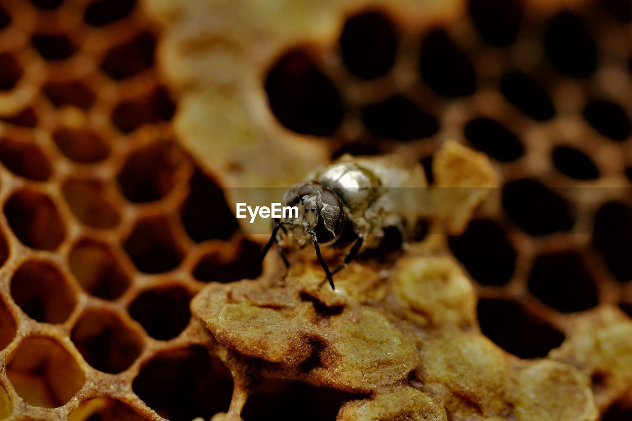 CLOSE-UP OF HONEY BEE