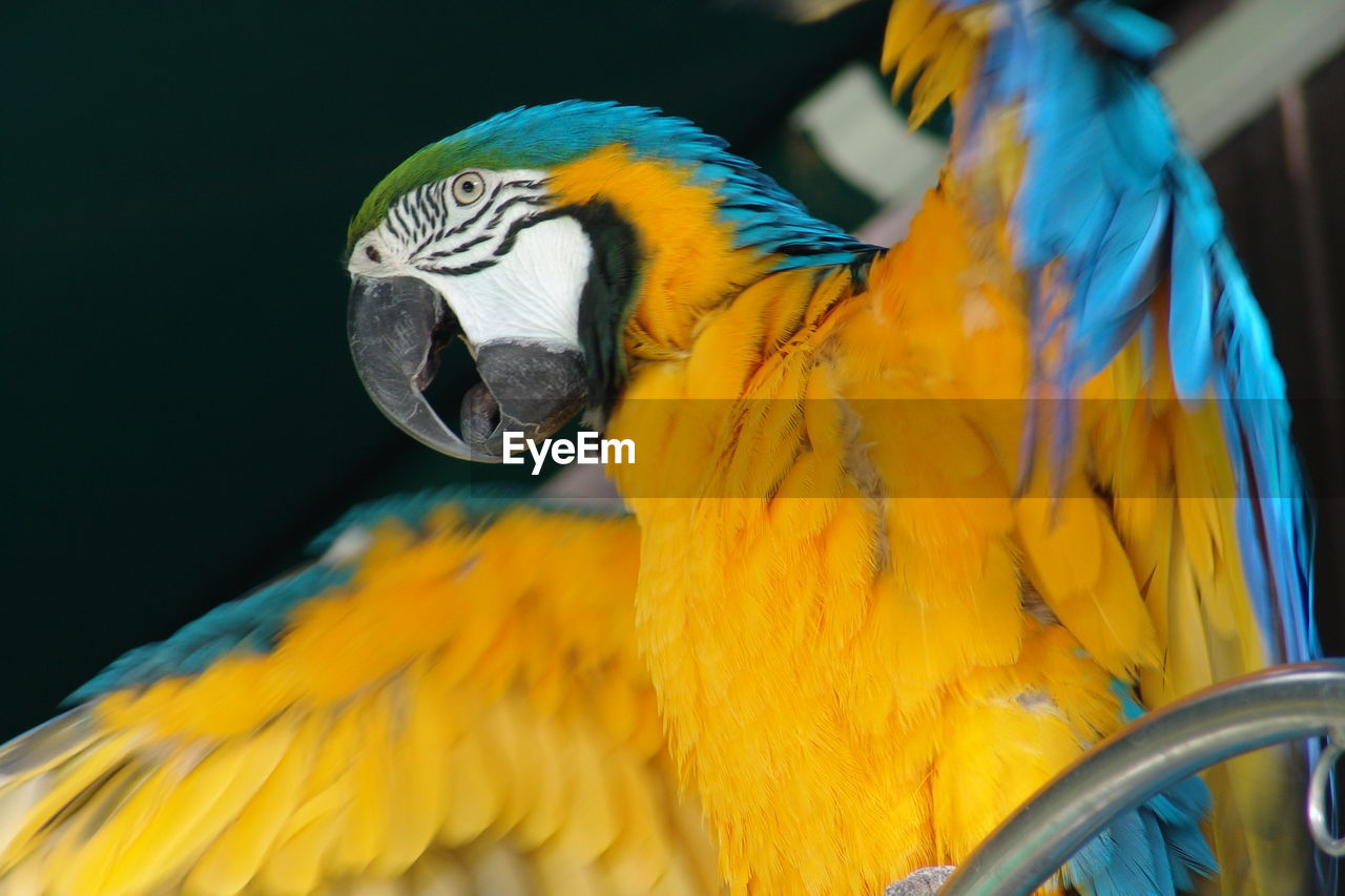 Close-up of parrot