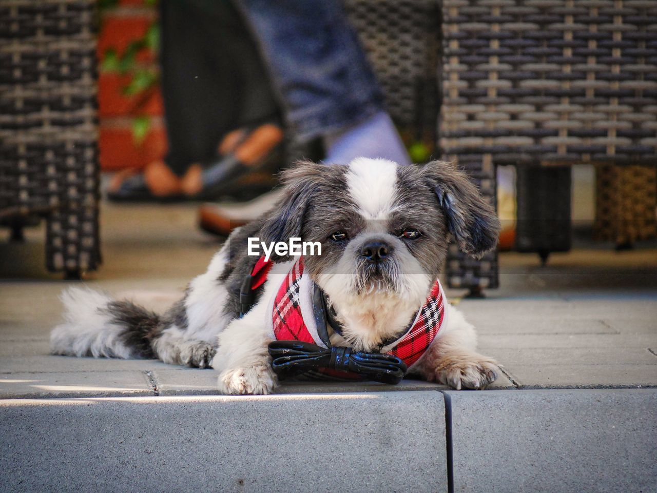 PORTRAIT OF DOG WITH MOUTH OPEN ON FLOOR