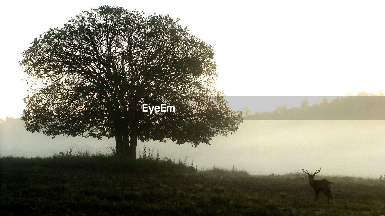 VIEW OF A TREE ON FIELD