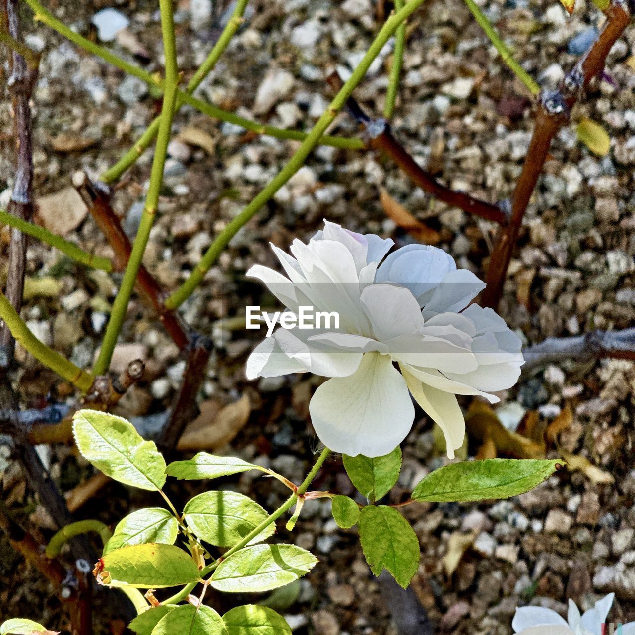 plant, flower, flowering plant, beauty in nature, freshness, growth, nature, white, petal, fragility, wildflower, blossom, leaf, close-up, inflorescence, flower head, no people, plant part, day, springtime, botany, focus on foreground, outdoors, green, high angle view, land