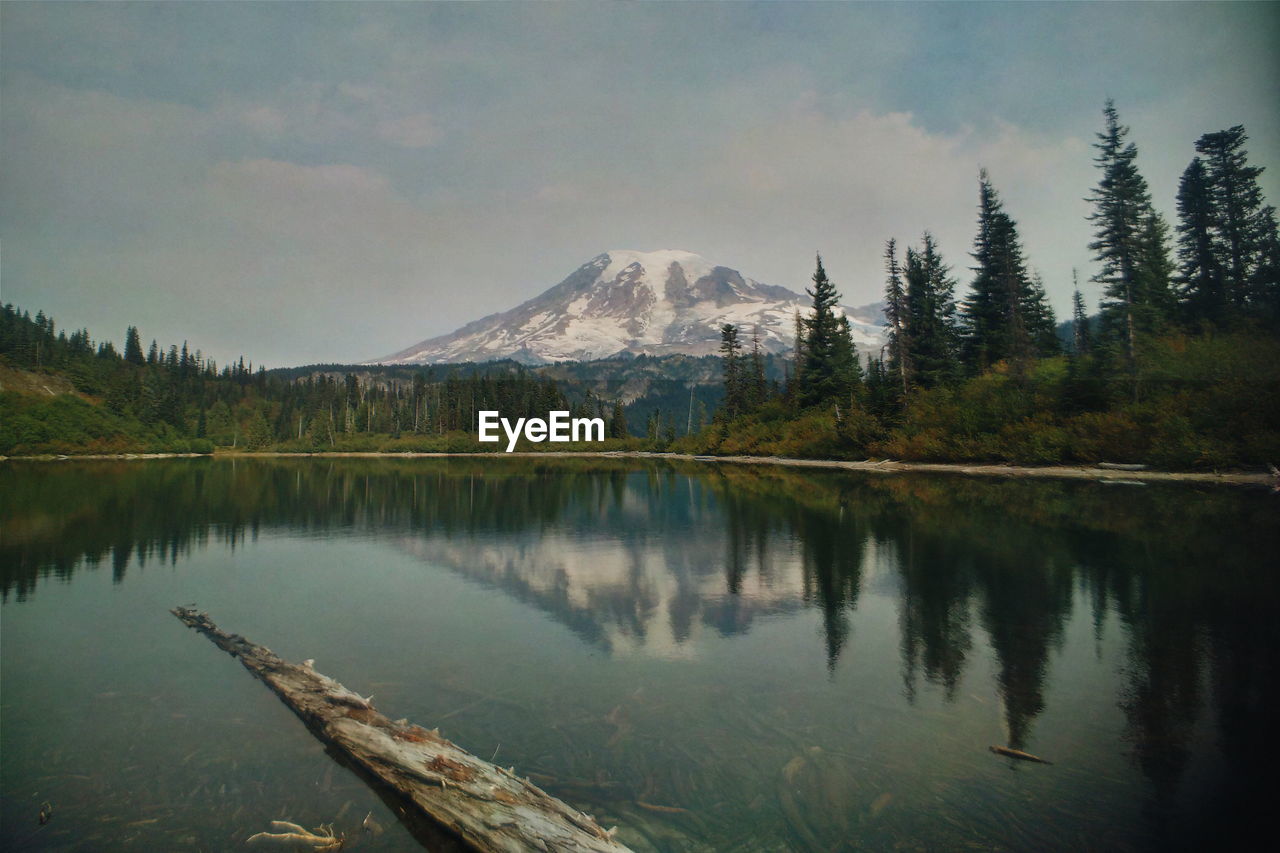 REFLECTION OF TREES IN LAKE