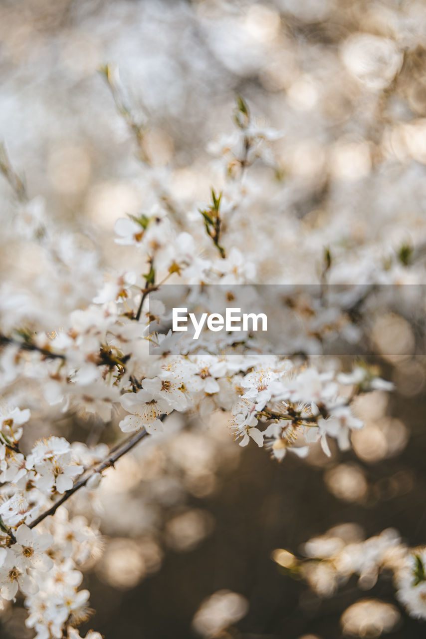 Close-up of cherry blossoms on branch